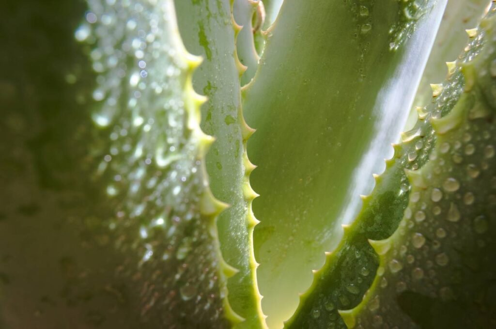 Why Your Skin’s Still Thirsty—Even After Using “Organic Face Toner”