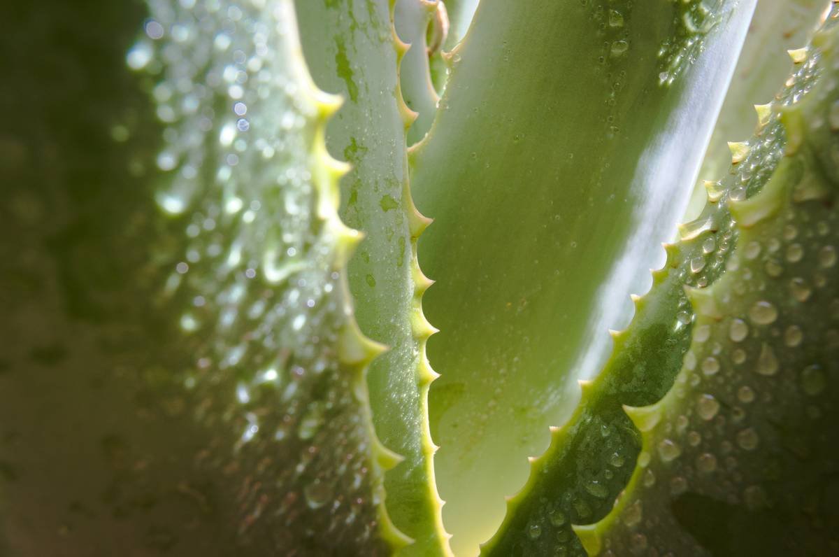Why Your Skin’s Still Thirsty—Even After Using “Organic Face Toner”